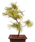 Preview: Bonsai - Pinus parviflora - Mädchenkiefer, Wurzelecht 230/12