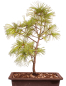 Preview: Bonsai - Pinus parviflora - Mädchenkiefer, Wurzelecht 230/12