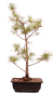 Preview: Bonsai - Pinus parviflora - Mädchenkiefer, Wurzelecht 230/13