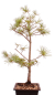 Preview: Bonsai - Pinus parviflora - Mädchenkiefer, Wurzelecht 230/13