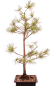 Preview: Bonsai - Pinus parviflora - Mädchenkiefer, Wurzelecht 230/13