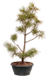 Preview: Bonsai - Pinus parviflora - Mädchenkiefer, Wurzelecht 230/14