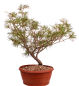 Preview: Bonsai - Pinus parviflora - Mädchenkiefer, Wurzelecht 230/15