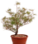 Preview: Bonsai - Pinus parviflora - Mädchenkiefer, Wurzelecht 230/15