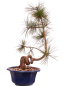 Preview: Bonsai - Pinus cembra - Zirbelkiefer  230/16