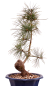 Preview: Bonsai - Pinus cembra - Zirbelkiefer  230/16