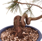 Preview: Bonsai - Pinus cembra - Zirbelkiefer  230/16