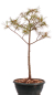 Preview: Bonsai - Pinus parviflora - Mädchenkiefer, Wurzelecht 230/17
