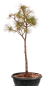 Preview: Bonsai - Pinus parviflora - Mädchenkiefer, Wurzelecht 230/17