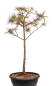 Preview: Bonsai - Pinus parviflora - Mädchenkiefer, Wurzelecht 230/17