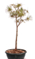 Preview: Bonsai - Pinus parviflora - Mädchenkiefer, Wurzelecht 230/17