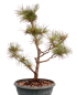 Preview: Bonsai - Pinus parviflora - Mädchenkiefer, Wurzelecht 230/18