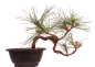 Preview: Bonsai - Pinus cembra - Zirbelkiefer  230/19