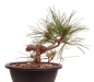 Preview: Bonsai - Pinus cembra - Zirbelkiefer  230/19