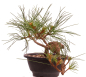 Preview: Bonsai - Pinus cembra - Zirbelkiefer  230/19