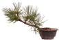 Preview: Bonsai - Pinus nigra - Schwarzkiefer 230/20