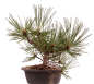 Preview: Bonsai - Pinus nigra - Schwarzkiefer 230/20