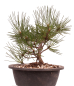 Preview: Bonsai - Pinus nigra - Schwarzkiefer 230/20