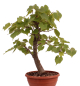 Preview: Bonsai - Tilia cordata  - Winterlinde 230/21