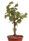 Preview: Bonsai - Tilia cordata  - Winterlinde 230/22
