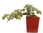 Preview: Bonsai - Acer campestre - Feldahorn  230/23