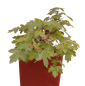 Preview: Bonsai - Acer campestre - Feldahorn  230/23