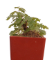 Preview: Bonsai - Acer campestre - Feldahorn  230/23