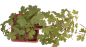 Preview: Bonsai - Acer campestre - Feldahorn  230/23