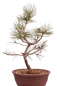 Preview: Bonsai - Pinus nigra - Schwarzkiefer 230/24