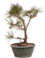 Preview: Bonsai - Pinus nigra - Schwarzkiefer 230/26