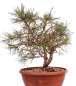 Preview: Bonsai - Pinus sylvestris - Waldkiefer 230/27