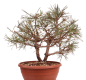 Preview: Bonsai - Pinus sylvestris - Waldkiefer 230/27