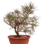 Preview: Bonsai - Pinus sylvestris - Waldkiefer 230/27