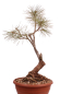 Preview: Bonsai - Pinus cembra - Zirbelkiefer  230/29