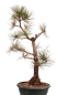 Preview: Bonsai - Pinus cembra - Zirbelkiefer  230/30