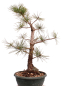Preview: Bonsai - Pinus cembra - Zirbelkiefer  230/30
