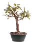Preview: Bonsai - Malus spec.  Zier-Apfel 230/31