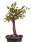 Preview: Bonsai - Malus spec.  Zier-Apfel 230/31