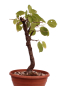 Preview: Bonsai - Prunus mahaleb – Felsenkirsche 230/32