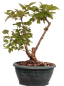 Preview: Bonsai - Syringa meyeri – Zwergflieder 230/34