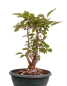 Preview: Bonsai - Syringa meyeri – Zwergflieder 230/34