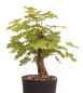 Preview: Bonsai - Acer platanoides – Spitzahorn 230/36