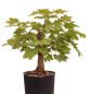 Preview: Bonsai - Acer platanoides – Spitzahorn 230/36