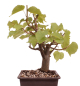 Preview: Bonsai - Tilia cordata  - Winterlinde 230/37