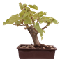 Preview: Bonsai - Tilia cordata  - Winterlinde 230/37