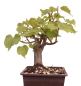 Preview: Bonsai - Tilia cordata  - Winterlinde 230/37