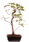 Preview: Bonsai - Acer tataricum - Tatarischer Ahorn 230/38