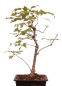 Preview: Bonsai - Acer tataricum - Tatarischer Ahorn 230/38