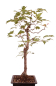 Preview: Bonsai - Acer tataricum - Tatarischer Ahorn 230/38