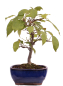 Preview: Bonsai - Malus spec.  Zier-Apfel 230/39